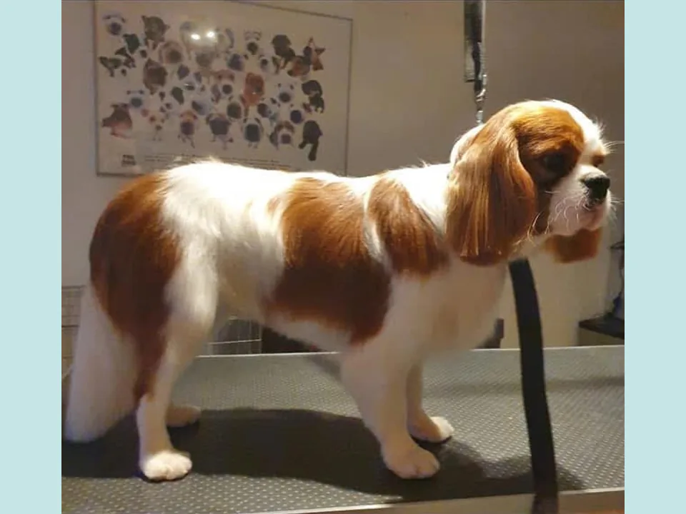 Cavalier King Charles-spaniël na de behandeling met een verzorgd, korter model